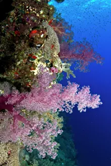 Dendronephthya: Pink Soft Coral