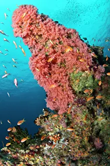 Anthias: Pink Soft Coral and Scalefin Anthias (Pseudanthias sp.)