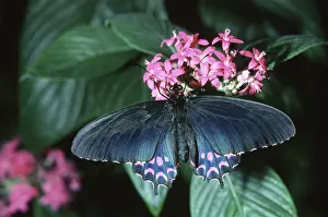 Parides: Pink-spotted Cattleheart Butterfly