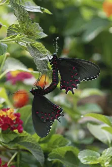 1997: Pink-spotted Cattlehearts
