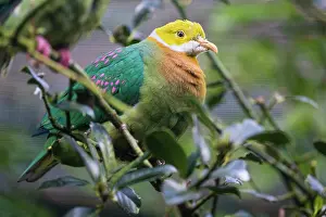 Pigeons: Pink - Spotted Fruit Dove, perched on a branch under