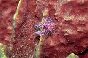 Lobsters: Pink Squat Lobster - on large sponge