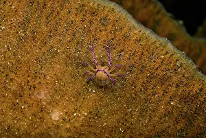 Lobsters: Pink Squat Lobster - on a sponge