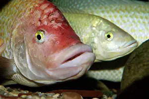 Bred: Pink Tilapia Fish - domsticated form bred in captivity