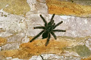 Gillean White: Pink-toed / Orange tipped Tarantula / Bird-Eating Spider