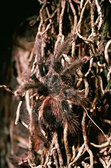 Tarantulas: Pink-toed / Orange tipped Tarantula / Bird-eating Spider