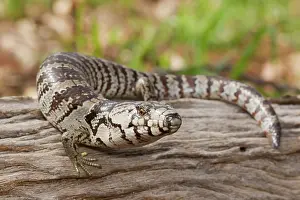Skinks: Pink-tongue Lizard