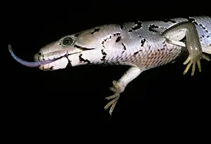 Scincidae: Pink-tongued Skink, Australia