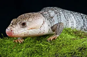 Skink: Pink-tongued skink (Cyclodomorphus gerrardii), Australia
