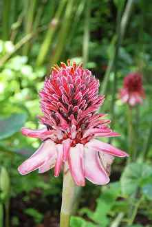 Torch: Pink Torch Ginger, originally from Indonesia, grown