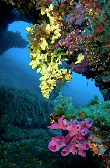 Tube: Pink tube sponge (Haliclona mediterranea), Baia