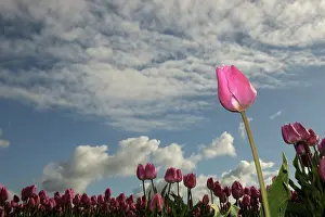 Lawns: Pink tulip flower in front of a tulipfield