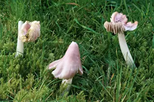 Hygrocybe: Pink Waxcap / Pink Meadow Cap FUNGI