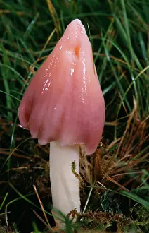 Hygrocybe: Pink Waxcap / Pink Meadow Cap FUNGI
