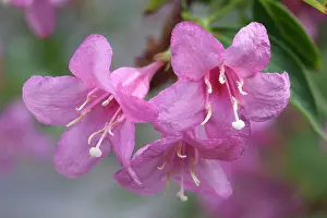 Rosea: Pink Weigela, Weigela florida Rosea Close view