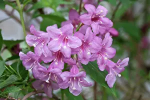 Rosea: Pink Weigela, Weigela florida Rosea, Close view