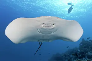 Stingray: Pink whipray (Himantura fai) from below, underside