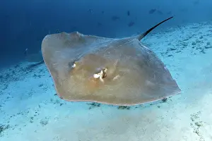 Stingray: Pink whipray (Himantura fai) floats over sandy bottom