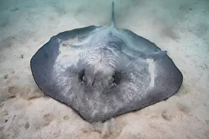 Vent: Pink Whipray (Pateobatis fai) diggin to hide in