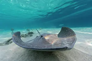 Stingray: Pink whipray (Pateobatis fai) in a lagoon, French