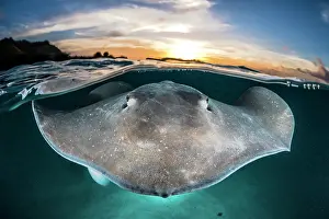 Dasyatidae: Pink whipray (Pateobatis fai) on the surface at