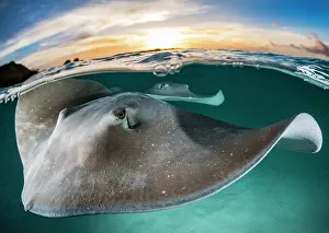 Dasyatidae: Pink whipray (Pateobatis fai) on the surface at