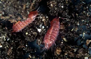 Dorsal: Pink woodlouse