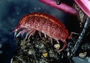 Dorsal: Pink woodlouse