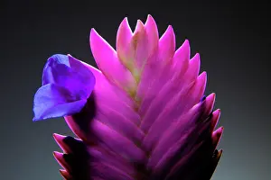 Cyanea: Pinkquill