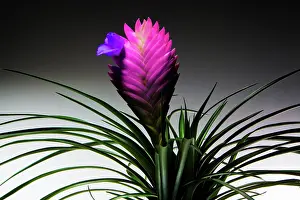 Cyanea: Pinkquill