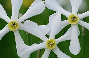 Narcissus: Pinkster lily