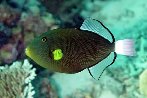 Sipadan: Pinktail Triggerfish