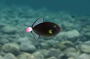 Wreck: Pinktail Triggerfish - Liberty Wreck Dive Site