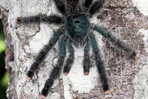 Pinktoe: Pinktoe Tarantula
