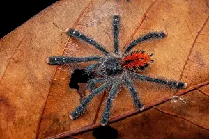 Theraphosid: Pinktoe Tarantula (Avicularia avicularia) youg on