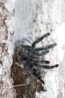 Pinktoe: Pinktoe Tarantula - at nest in tree
