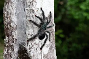 Pinktoe: Pinktoe Tarantula - at nest in tree