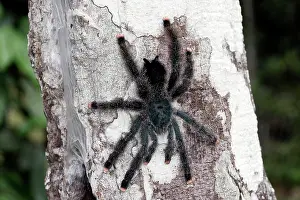 Pinktoe: Pinktoe Tarantula - at nest in tree