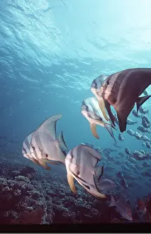 Reefs: Pinnate BATFISH