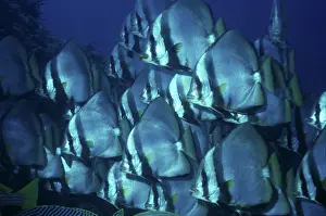 Batfishes: Pinnate Batfish - not often seen in shoals, these