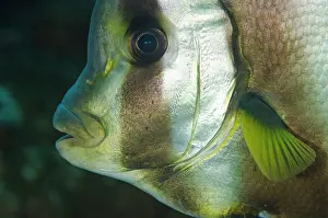 Kecil: Pinnate Spadefish Tatawa Kecil dive site, between