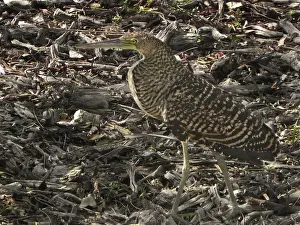 Yucatan: Pinnated Bittern