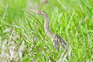 Pinnated: Pinnated Bittern - in dense vegetation