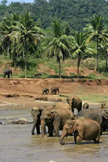 Refreshment: Pinnewala Elephant Orphanage, Sri Lanka