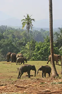 Peebles: Pinnewala Elephant Orphanage, Sri Lanka