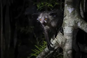 Lemur: Pinniped (Daubentonia madagascariensis) in the lowland rainforests of eastern Madagascar