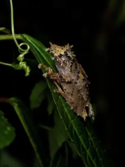 Shade: ?Pinocchio Frog? (Pristimantis appendiculatus)