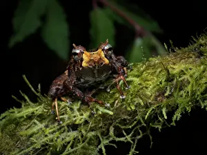 Shade: Pinocchio Rain Frog (Pristimantis appendiculatus