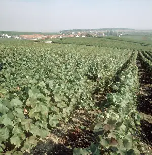 Vines: Pinot Noir Vines in Champagne, france