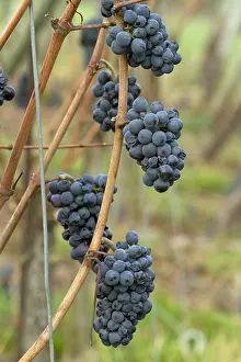 Vinifera: Pinot Noir wine grape (Vitis vinifera) not harvested